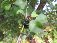 Rhamnus cathartica