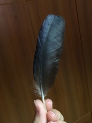 Corvus monedula soemmerringii