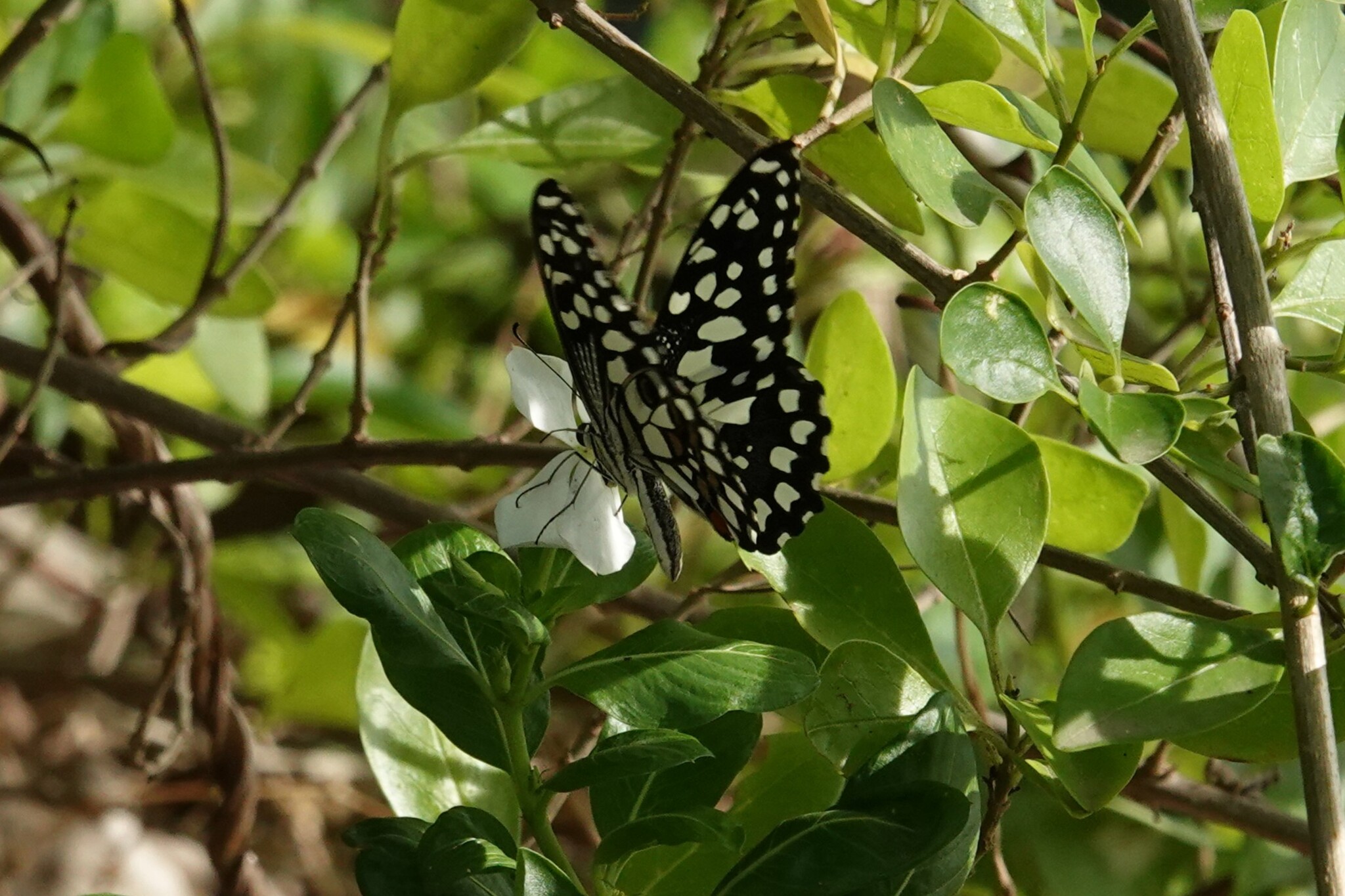 Lime Swallowtail