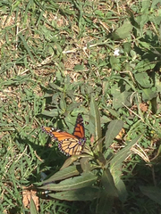 Danaus plexippus