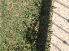 Danaus plexippus