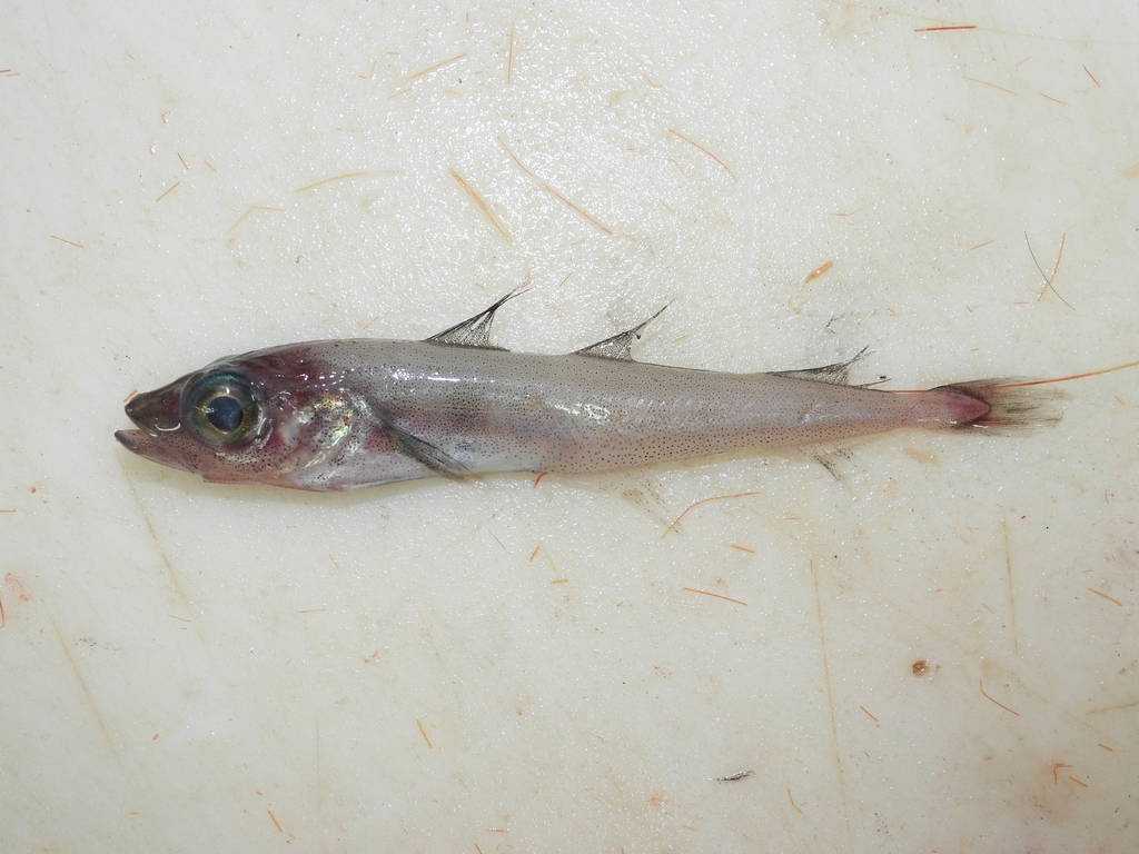 Arctic cod