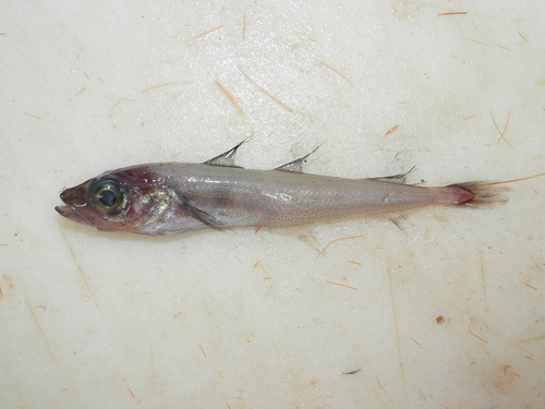 Arctic cod (Arctogadus glacialis) — Gadidae — 5