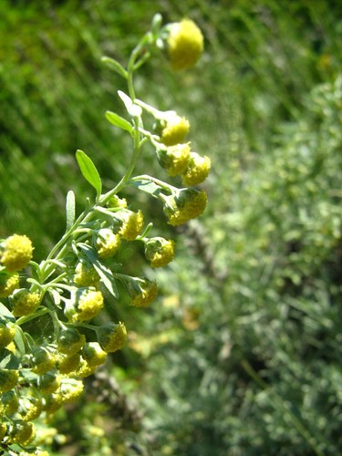 Pelynas nuotrauka