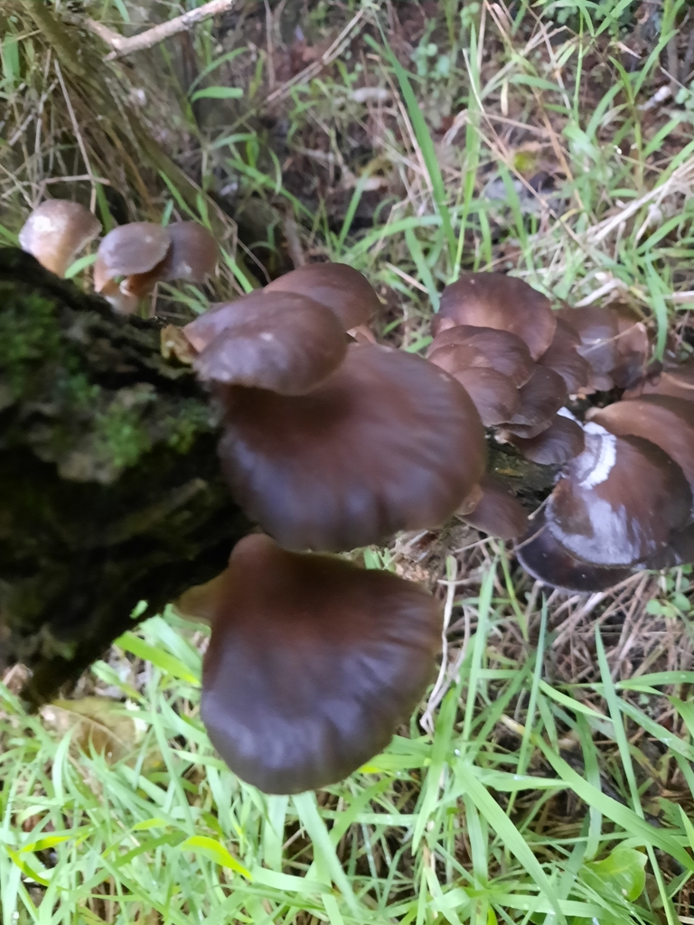 Pleurotus purpureo-olivaceus · July 2025 · photo: © maxxrandomnumbers (iNaturalist, cc0)