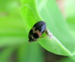 Attagenus fasciatus