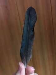 Corvus monedula soemmerringii