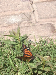 Danaus plexippus