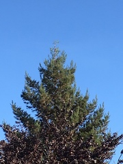 Aphelocoma californica