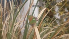 Callophrys xami xami