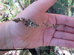 Carex decomposita