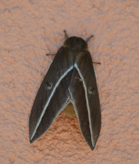 Automeris zephyria