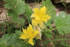 Eucnide bartonioides