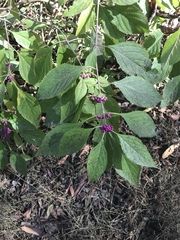 Callicarpa americana