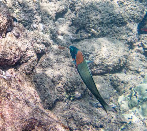 Thalassoma duperrey