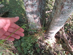 Carex decomposita