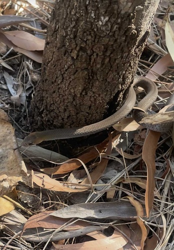 Olive Whipsnake