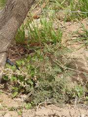 Descurainia erodiifolia