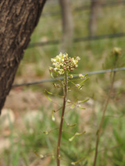 Descurainia erodiifolia