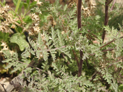 Descurainia erodiifolia