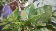 Callophrys xami xami