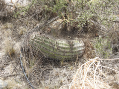 Echinopsis leucantha