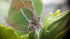 Callophrys xami xami