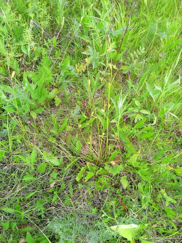 Sedge (Carex diluta)