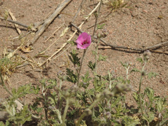 Sphaeralcea mendocina