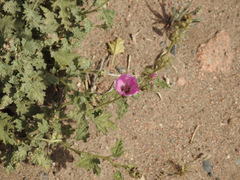 Sphaeralcea mendocina