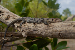 Rusty Monitor photo 1