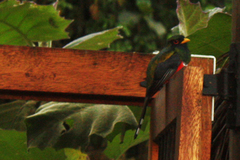 Trogon