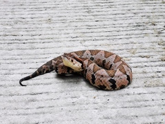 Metlapilcoatlus olmec