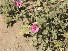 Sphaeralcea mendocina