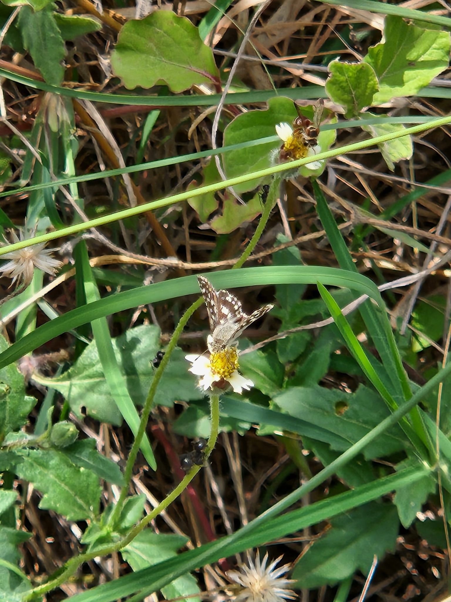 Asian Grizzled Skipper