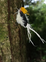 Cerogenes auricoma