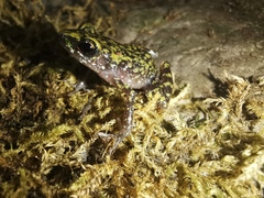 Eleutherodactylus pipilans