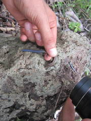 Plestiodon parvulus