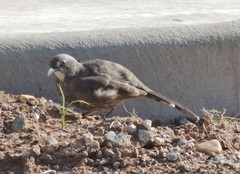 Toxostoma curvirostre