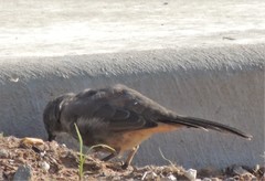 Toxostoma curvirostre