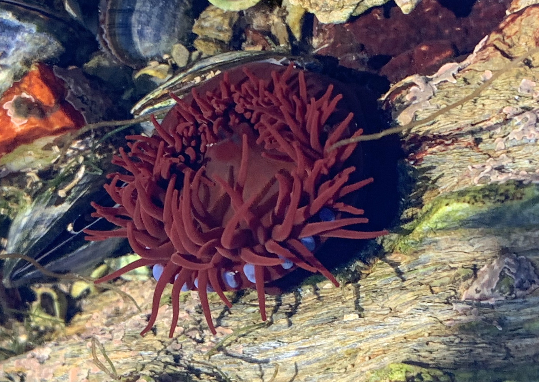 Photos of Atlantic Beadlet Anemone (Actinia equina) · iNaturalist