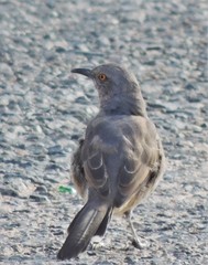 Toxostoma curvirostre