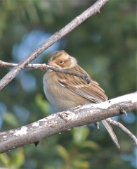 Spizella pallida