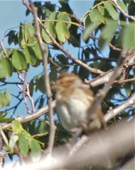 Spizella pallida