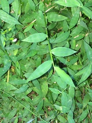 Pseudechinolaena polystachya