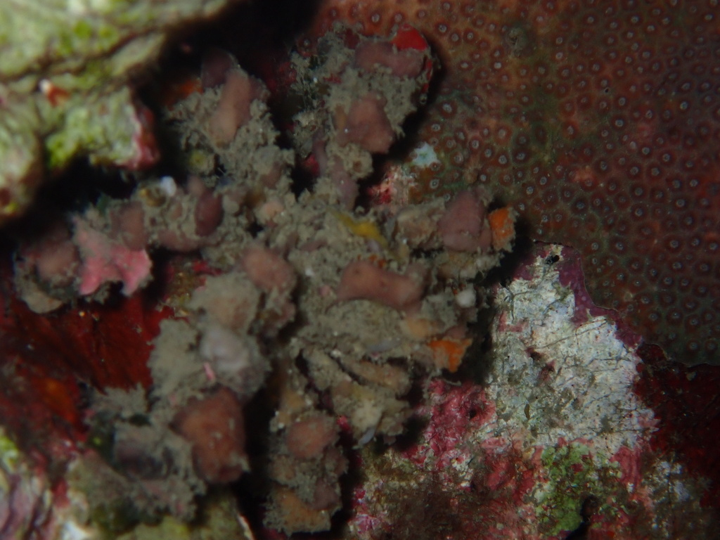 Blunt Decorator Crab