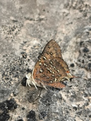 Axiocerses harpax