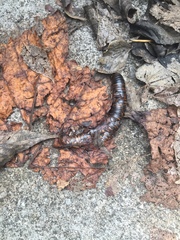 Narceus americanus