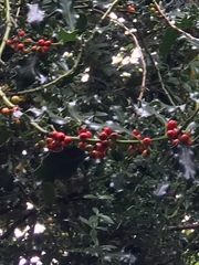 Ilex aquifolium