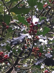 Ilex aquifolium